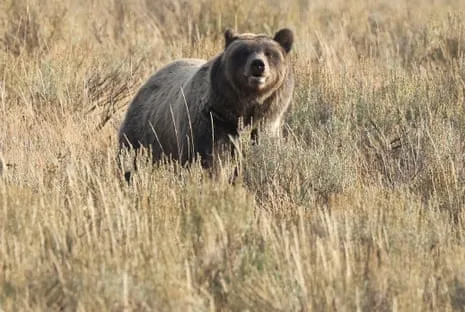 Trail Walker Injured by Wild Animal in Yellowstone Air Lifted to Hospital