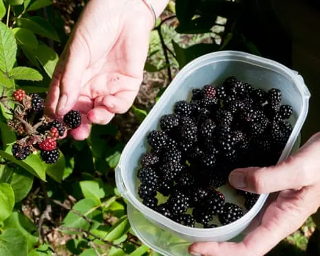 Seeking: Tasty Baked Goods to Put to Good Use a Surplus of House-Made Jam