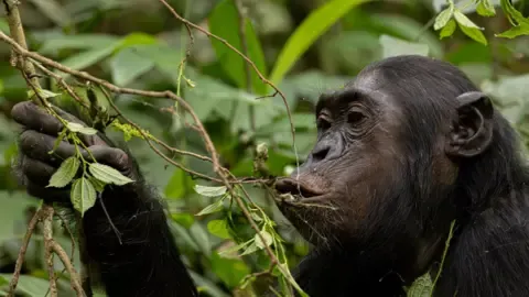 Chimpanzees Drinking an Amount Equal of One Lager Daily from Overripe Fruits, Study Finds