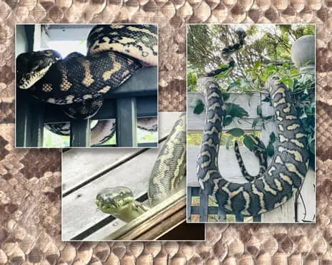 Embracing the Serpents in the Overhead Space: A Transformation from Anxiety to Admiration