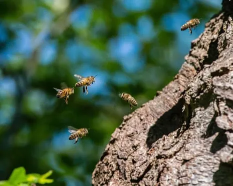 How Protecting Honeybees Could Harm Other Pollinators